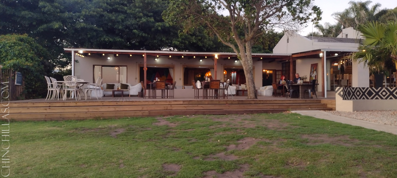 Violet chinchilla Mark Gillingham South Africa